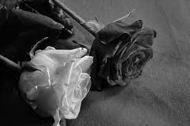 free photo of rose black white