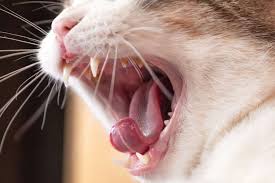 stomais in cats symptoms treatment