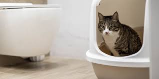 what smells deter cats from ing a