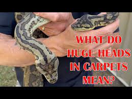 carpet python is ready to breed
