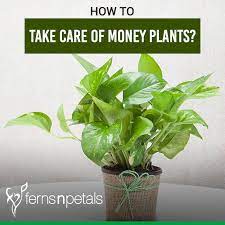 How To Take Care Of Money Plants