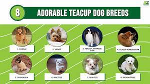 8 adorable teacup dog breeds a z s