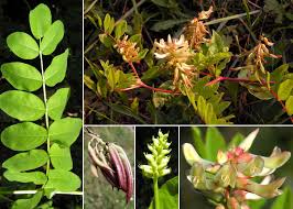 Astragalus glycyphyllos L. - Esploriamo la flora: un progetto per le ...