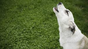 Maybe you would like to learn more about one of these? Why Do Dogs Howl At Sirens Mental Floss