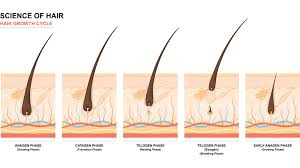 reverse thinning hair after menopause