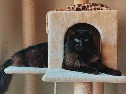 how to attach carpet to a cat tree 5