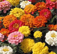Според някои специалисти името на цветето в азиатската страна се превежда като. 17 Gradinski Rasteniya Za Cvyat Prez Cyaloto Lyato Comfort Bg