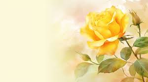 free vectors yellow rose