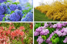 list of stunning flowering shrubs