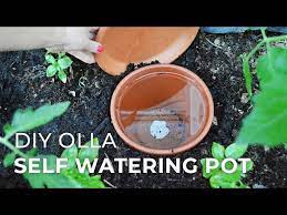 How To Make Diy Ollas Self Watering