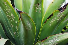 plant symbol names