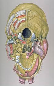 The occipital bone surrounds a large opening known as the foramen magnum. Base Of Skull Wikiwand