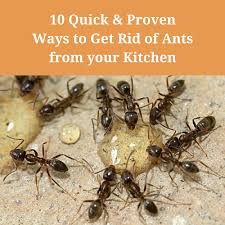 ant pest control in homes get rid of