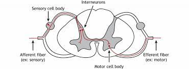 spinal cord structure introduction to