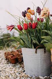 gardening advice for april house garden