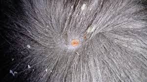 Siamese, himalayan, and persian cats are most commonly affected. My Cat Has A Small Lump On His Lower Back On An Area Where He Suffers From Dry Skin Looking For Advice On What It Might Be Petcoach