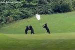 Three Bears Enjoy Playtime on a North Carolina Golf Course —Video