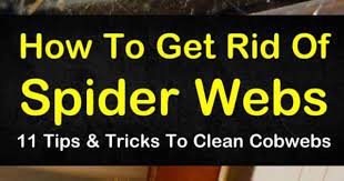 11 Simple Ways To Get Rid Of Spiderwebs