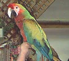 Download clker's shamrock macaw clip art and related images now. Shamrock Macaw Cross Between Ara Macao And Ara Militaris