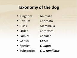 Taxonomy Of The Dog