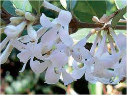 Fiori a coppa, grandi, nel bianco, rosa o porpora. Osmanthus Fragrans Arbusto Profumato In Autunno Passione In Verde