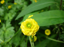 The most beautiful yellow flowers for your garden. What Is This Tiny Yellow Bloom