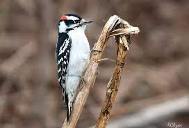 Woodpecker sound effects all sounds. Downy Woodpecker Song Call Voice Sound