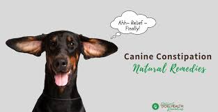 canine constipation remes home