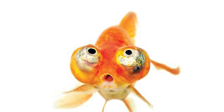 goldfish facts and photos