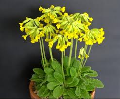 Primula veris - Alpine Garden Society