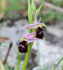 Scheda IPFI, Acta Plantarum Ophrys_biscutella