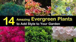 14 amazing evergreen plants to add