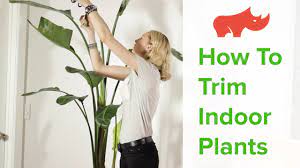 How To Trim Indoor Plants - YouTube