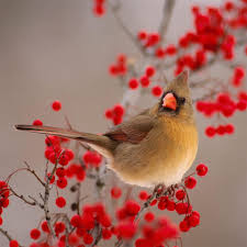 nature winter bird on wild red fruit