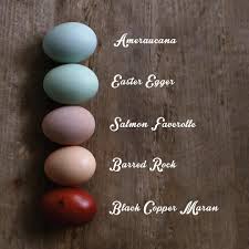 What Color Does Your Chicken Lay Amercauna Easter Egger