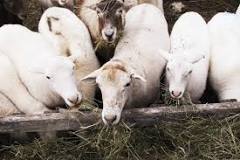 do-all-breeds-of-sheep-need-shearing