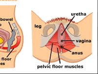 pelvic floor what is it and why to