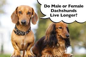 life expectancy of a dachshund