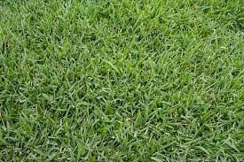 It might be caused by several things: Zoysia Sod Zoysia Grass Great Deals Delivered To Your Property