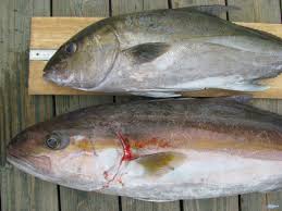 Amberjack Identification Fishes Of North Carolina