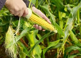 Resultado de imagen para foto cultivos de maiz