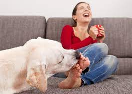 Why Does My Dog Lick My Feet gambar png