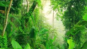Free animated background stock video footage licensed under creative commons, open source, and more! Evergreen Tropical Rain Forest Nature Arkivvideomateriale 100 Royaltyfritt 8081515 Shutterstock
