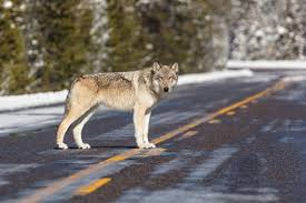 It's been a struggle but today they survive. National Parks Study Wolf Deaths As Agency Plans Delisting Endangered Species Mtpr
