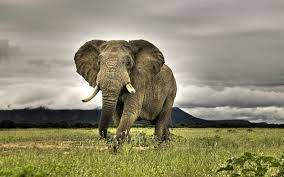 elephants wallpapers for