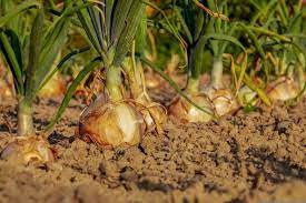 Massachusetts Vegetable Planting