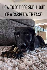 carpet smells like dog after steam cleaning