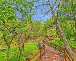 용인 자연휴양림 숲길, AI로 생성