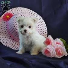 maltese puppies greenfield