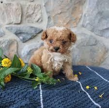 toy poodle mix puppies